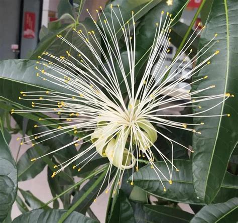 發財樹開花時間|【發財樹開花時間】發財樹開花時間大揭密！掌握關。